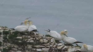 Northern Gannet, Morus bassanus, birds on cliffs, Bempton Cliffs, North Yorkshire, England