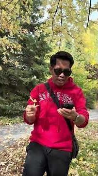 Maple Leaf..A Symbol of Canada