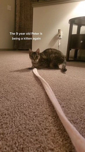 Growing old and staying young at heart #seniorcat