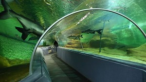 The 4 biggest Aquariums In California Worth Visiting - Our Aquariums