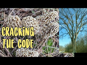 🔥2024 Cracking the Code🔥Identifying Perfectly Dead Elm Trees for a Bumper Morel Mushroom Harvest