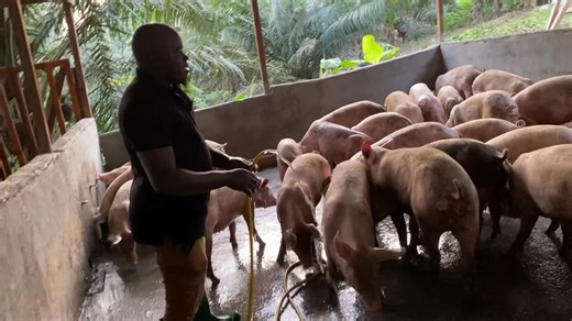 Vous devez absolument faire l’élevage des porcs. Le Général des porcs vous accompagne dans la réussite de vos projets | Élevages Leaders