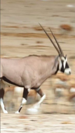 Oryx at Etosha National Park, Namibia.