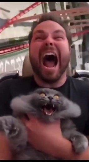 What Happens When a Cat Rides a Roller Coaster?