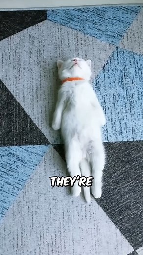 7.8K views · 124 reactions | Why Smart People Prefer Cats Over Dogs 類 #CatFacts | Pet lovers | Facebook