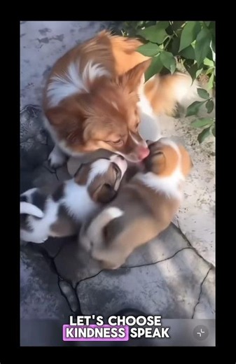 The Tragic Story of Wang Wang | Animal Cruelty in Jieyang