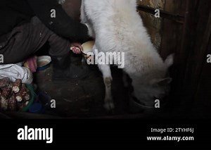 An old woman milking a goat, goats in the household small farm and healthy and natural diet in village