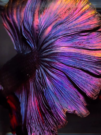 Beautiful Black Red Panther Betta Fish Care Guide