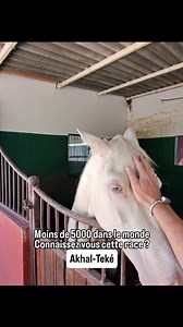 L’Akhal-Téké est un cheval de selle originaire du Turkménistan, où il est une vraie fierté nationale. Il est connu pour sa robe dorée et son élégance. La race est très endurante, ayant pour origine le désert, ce cheval est capable d’y marcher de longs trajets. Elle est aussi très résistante et peut supporter des variations de températures de 50 à -30°C. Bien que très célèbre et admiré pour sa beauté, l’effectif mondial d’Akhal-Téké dépasse à peine les 5000 individus. | Steven Moussa Ambassadeur