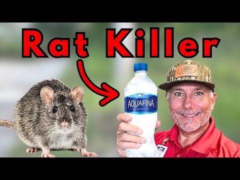 EXTREME RAT KILLING -WARNING Don't Try This At Home!