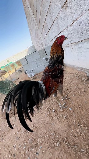 ✨سلالة اليوكو✨ على TikTok