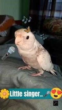 Cockatiel singing |Bird singing #birds #cockatiel #birdsinging #viral #cockatielsinging #birdsounds