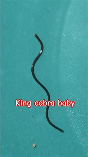 Baby King Cobra Rescue 🐍 | Safe Snake Rescue in Narwar | Kishan Magroni YouTube Channel #snakelogo