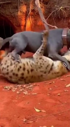 Pit bull Vs Hyena👀 Who Won?!#foryou #dogfight #wildlife #ai #subscribe #animalshorts