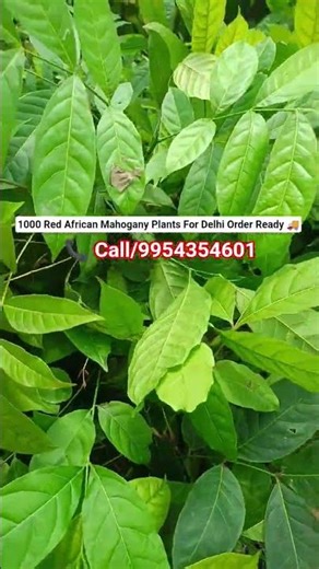 🌳 1000 RED AFRICAN MAHOGANY PLANTS 🌱 DELHI ORDER READY 📦🚚 ALL INDIA DELIVERY 📞 Call/9954354601#viral