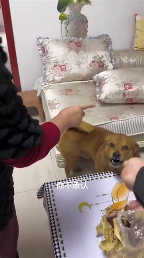 Please! Stop shouting, stop shouting. I won’t eat it again, okay😂😂 #smartdog #dog #pet | Please call me Fatty