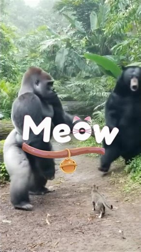 🦍 고릴라 vs 곰 싸움 중! 😹 고양이 야옹 한 방에 줄행랑 Gorilla vs Bear Fight HALTED! 😼