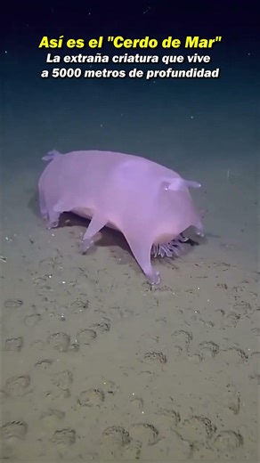 Así es el cerdo de mar 🐖🌊