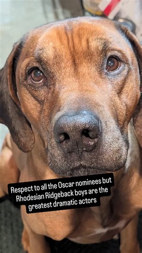 Settle down Oliver Twist, you haven't missed a meal in nearly a decade. Save the dewy eyes for your awards speech | markingourterritory