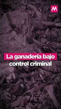 Círculo Magenta | Cattle Ranching Under Criminal Control