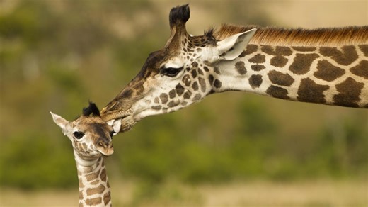 The 7 Longest Gestation Periods in the Animal Kingdom