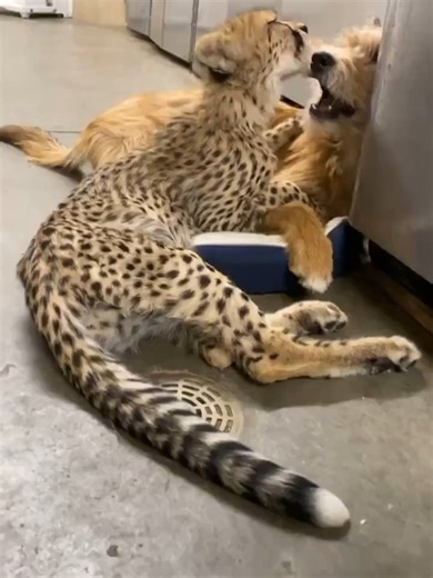 A baby cheetah raised without its mother was paired with a protection dog as an emotional-support companion, and from the day they met, the two have been best friends ever since.
