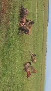 ❌The Mistake Hyenas Make after killing the prey Grabbing Other...