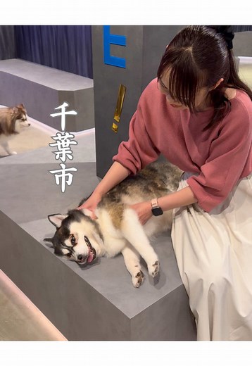 ポンスキーカフェ POMSKY LAND 千葉｜日本初のポンスキー専門店レビュー