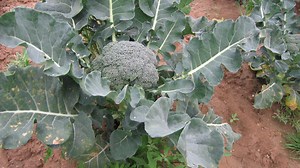 Arizona | America's Heartland