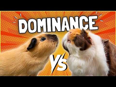 Guinea Pig Dominance: Every Owner Needs to Know This!