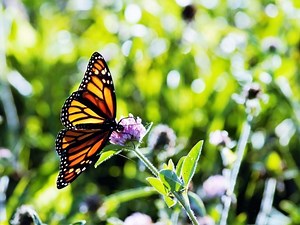 Free Presentation thanks to Bolingbrook's Local Monarch Expert