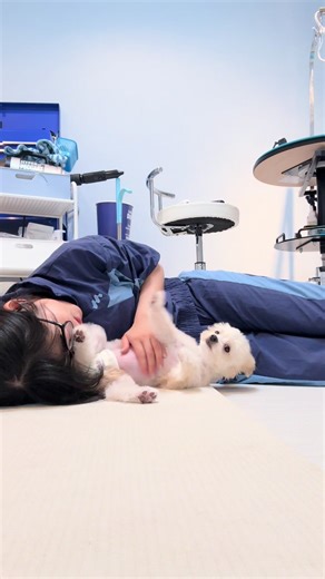 ファーストトリミング：初めての犬のトリミング注意点と準備
