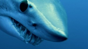 Mako Shark