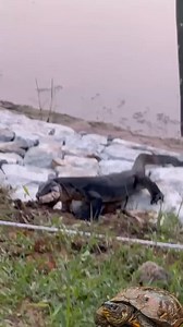27K views · 49 reactions | Monitor lizard hunting a Turtle #monitorlizard #turtle #animals | HK Entertain | Facebook