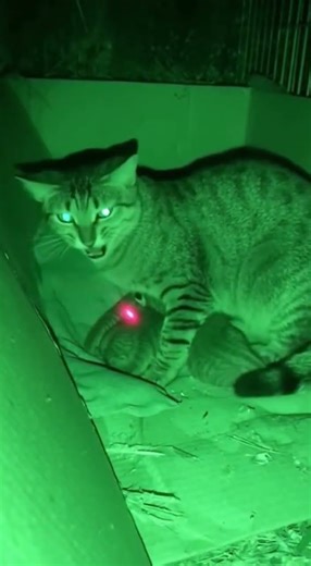 😱 Protective Mom Cat's Scary Hiss #Cat #Shorts #Scary