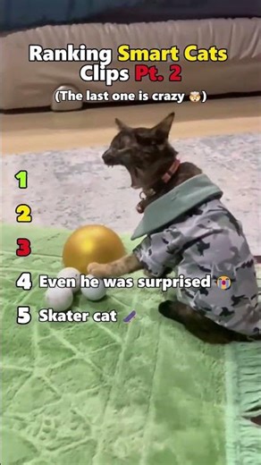 These cats should be studied by NASA 🤯