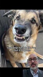 5 Cheap Dog Foods Vets Don’t Want You to Know (That Prevent Costly Vet Visits)