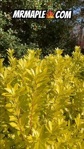 Illicium parviflora 'Florida Sunshine' Golden Anise Shrub! Cool garden plants!