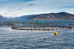 Scottish Salmon Production Falls | Aquaculture News