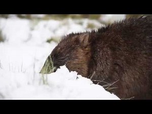 Cute wombats playing in the snow!
