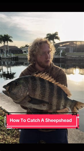 How to catch a sheepshead #sheepshead #snook #tarpon #fish #florida | fishing