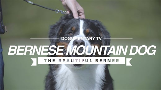 All about the Bernese mountain dog