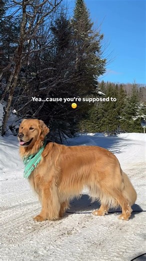 Let’s stop normalizing obese pets #dogshorts #dogsofyoutube #doghealth #obesity #dogster #fitdogs