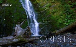 纪录片.森林.2014[IMDB 8.3][高清][英文]