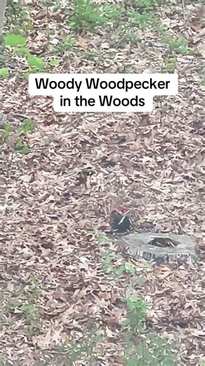 To dwell is to find ways to live with these protected pests #woodpecker #lifeinthewoods #naturelover