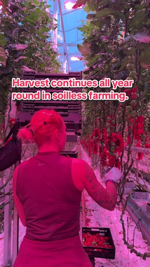 Daily Tomato Harvesting in the Netherlands: Soilless Farming Systems