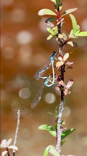 The Fascinating Mating Ritual of Azure Damselflies #wildlife#dragonfly #mating