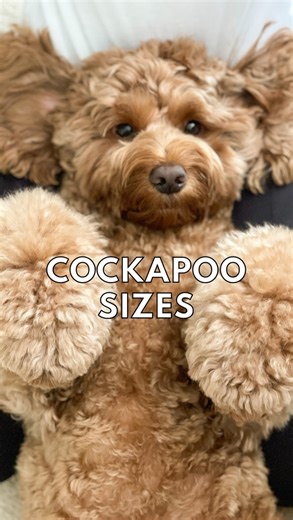 INDY THE COCKAPOO on Instagram: "Like many dog breeds, cockapoos come in a range of sizes🐾 You can get an estimated weight based on the size of the parents but since they’re a mixed breed, sometimes you just never know🤷🏻‍♀️ Give or take - Cockapoos can be teacup (5-8lbs), toy (9-12lbs), mini (13-25lbs) or standard (25-60lbs)! I get asked what size Indy is a lot! We got him as a mini but according to the charts he’s a standard but IMO he’s more of a big mini❤️Not quite mini but not quite stand
