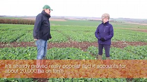 KWS' experts Julie Goult and Carl Gibbard are joined by innovative farmer Tim Lamyman to give you commentary on the new OSR on the block, Django! Special thanks to Tim Lamyman for sharing his experiences growing Django. | KWS UK