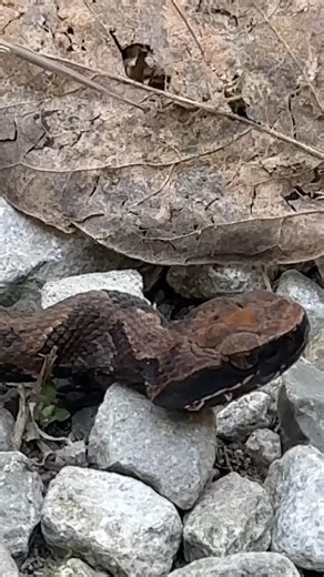 Is this a cottonmouth or a copperhead? #snakes #wildlife #animals